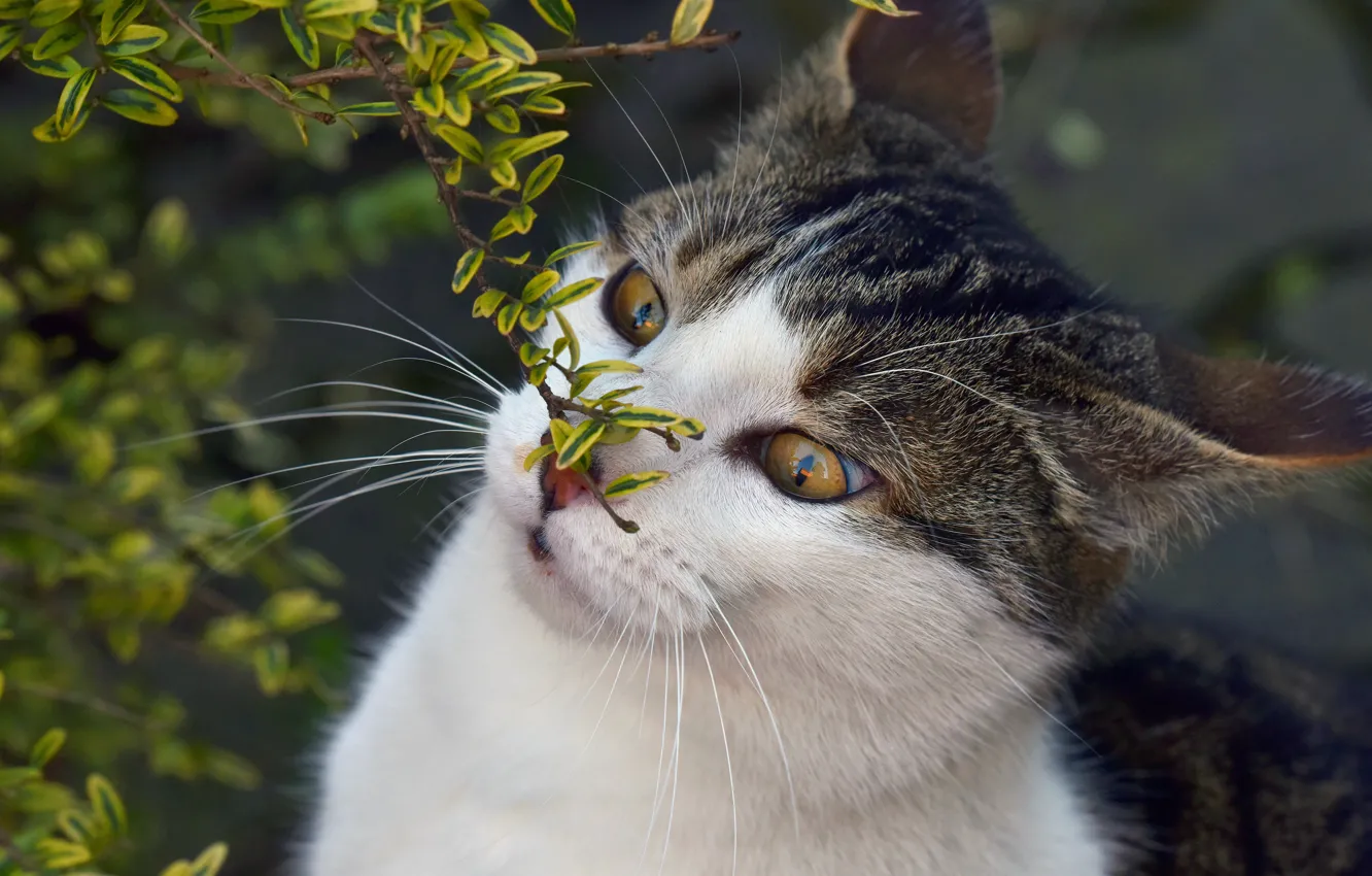 Photo wallpaper cat, eyes, cat, face, leaves, nature, background, portrait