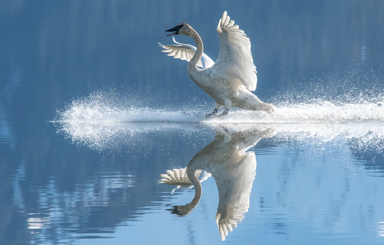 Photo wallpaper white, reflection, bird, Swan, pond, wingspan