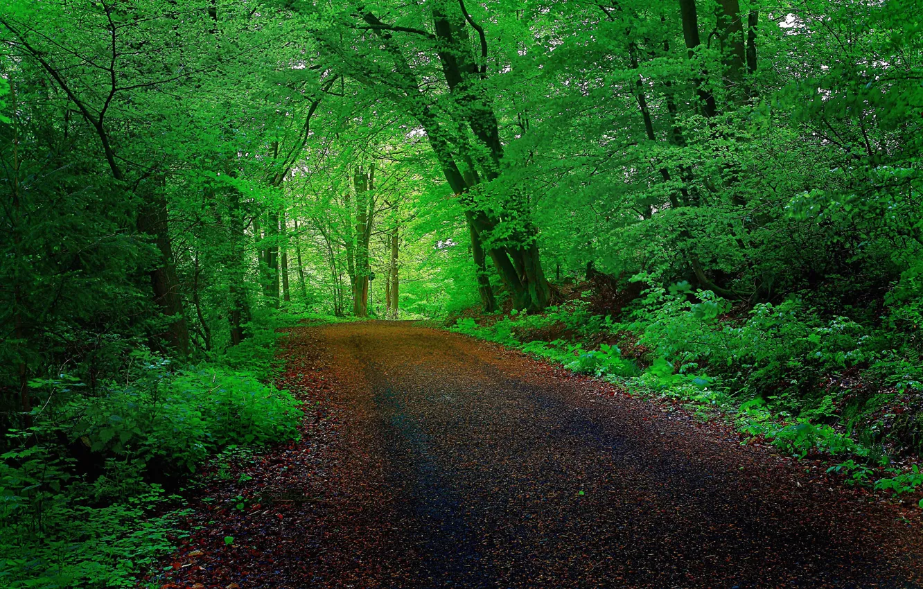 Photo wallpaper road, forest, trees, the tunnel