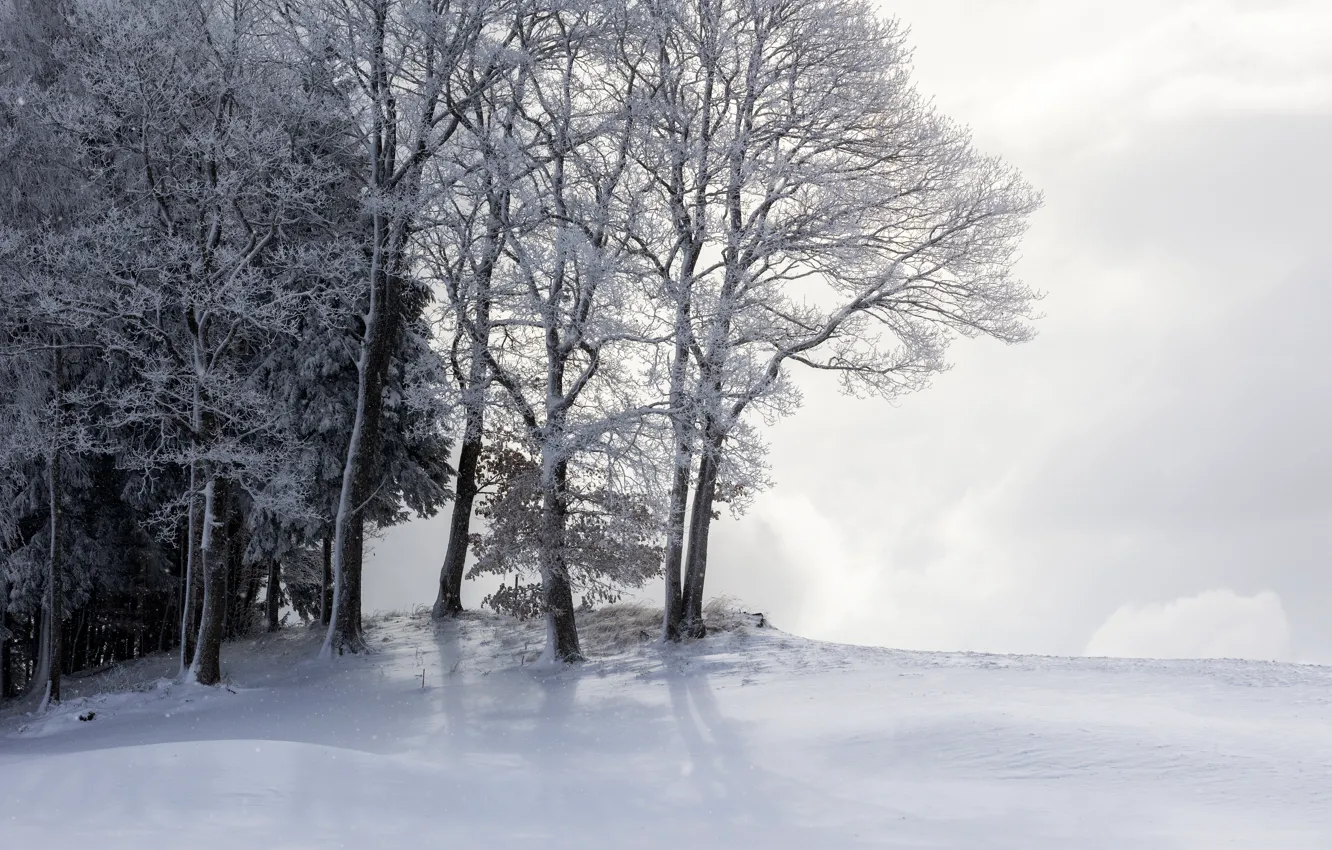 Photo wallpaper winter, frost, forest, clouds, snow, trees, branches, nature