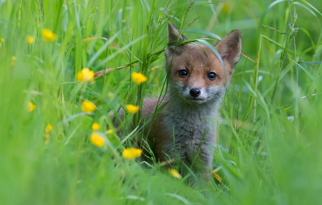 Photo wallpaper grass, drops, flowers, portrait, baby, Fox, face, Fox