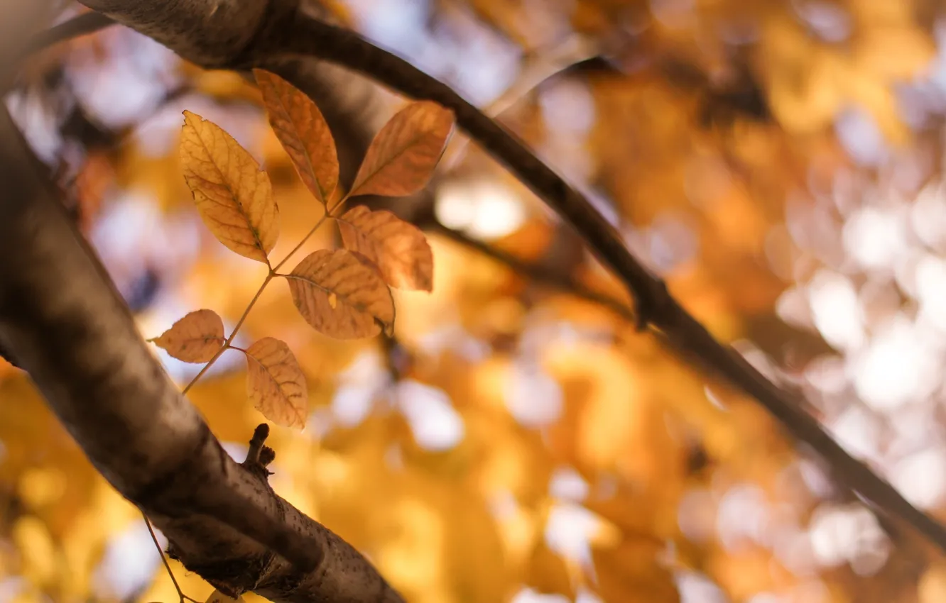 Photo wallpaper leaves, the sun, macro, trees, yellow, background, tree, widescreen