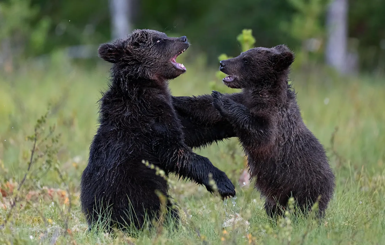 Photo wallpaper grass, the game, two, bear, bear, a couple, two bears, two of the bear