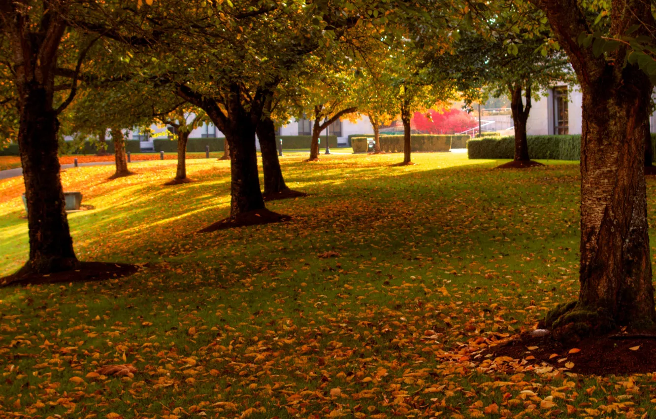 Photo wallpaper autumn, trees, nature, Park, falling leaves, trees, nature, park