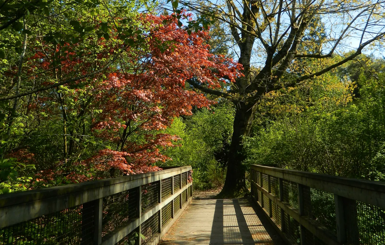 Photo wallpaper greens, trees, green, the bridge, trees, nature, bridge