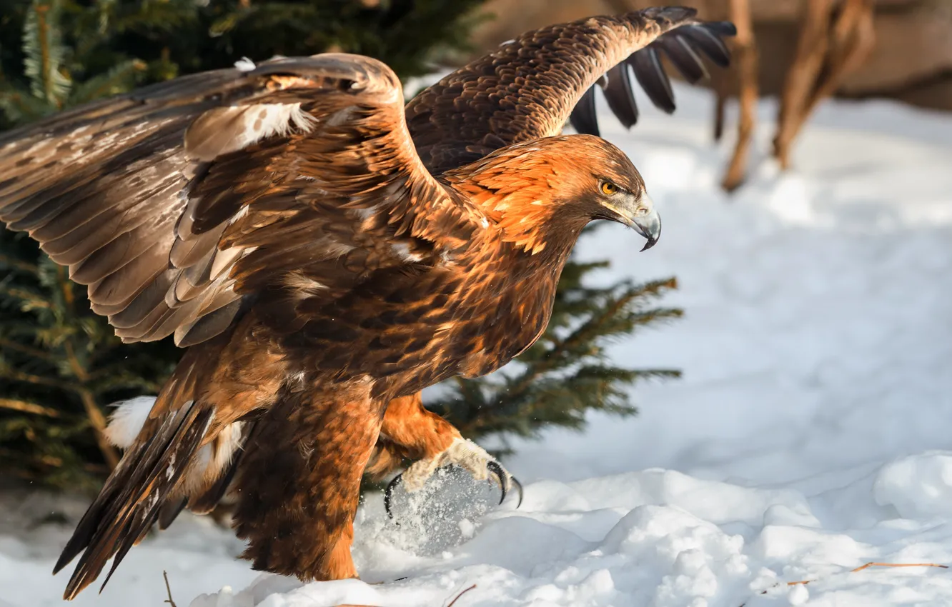Photo wallpaper winter, snow, nature, bird, predator, Eagle, Oleg Bogdanov