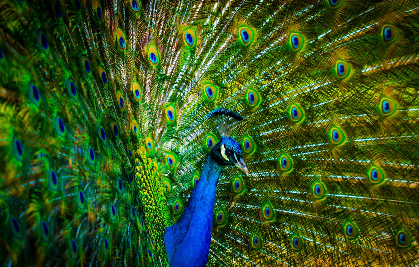 Photo wallpaper bird, feathers, tail, peacock