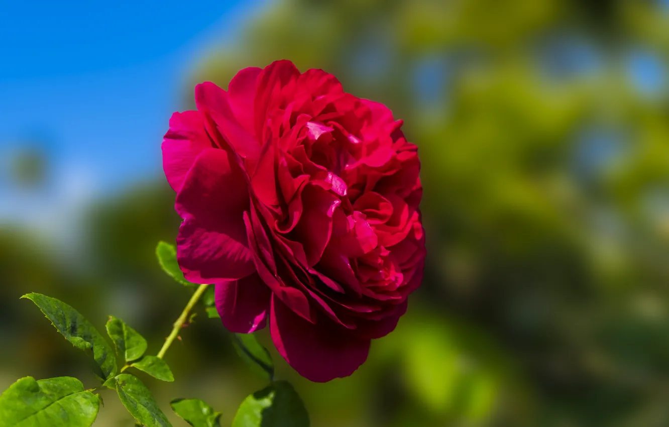 Photo wallpaper macro, flowers, red, roses, raspberry