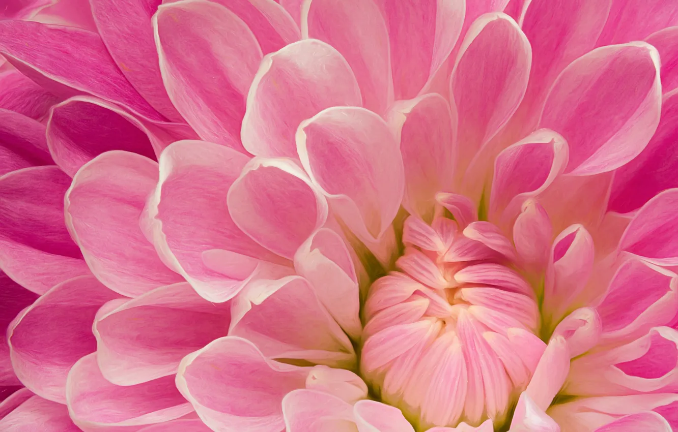 Photo wallpaper petals, pink, dahlias
