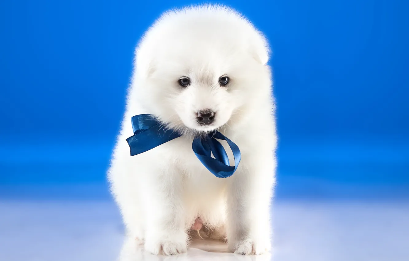 Photo wallpaper white, puppy, bow, Samoyed