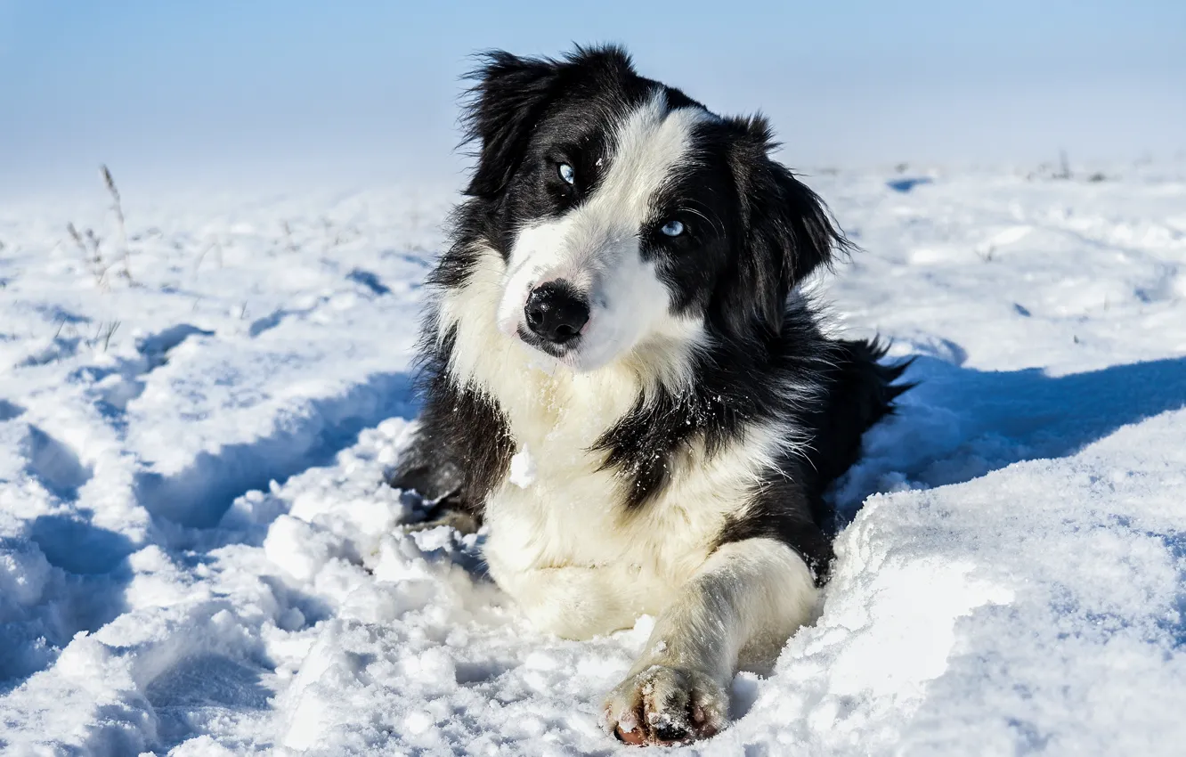 Photo wallpaper winter, look, face, light, snow, nature, black and white, dog