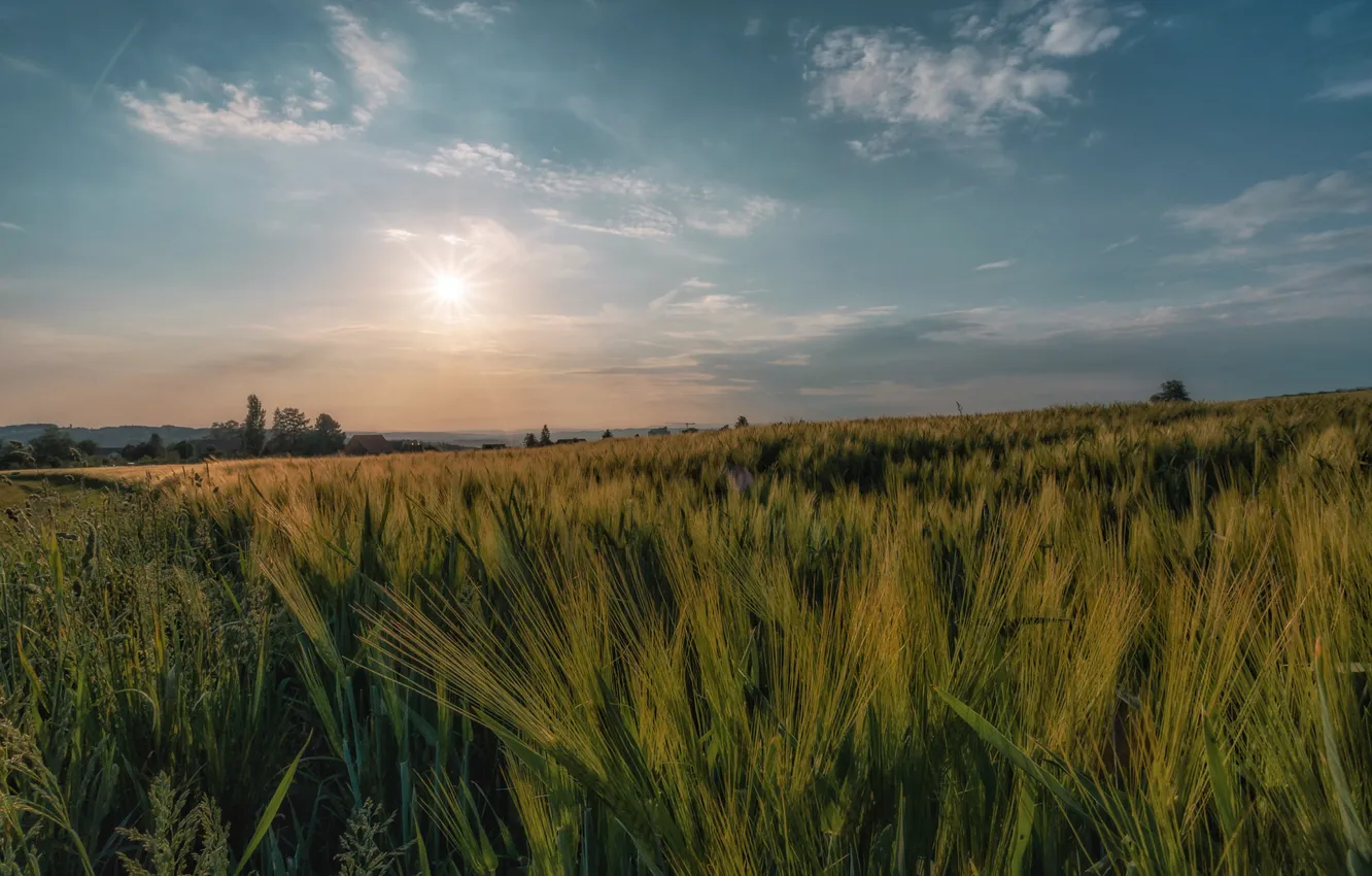Photo wallpaper field, the sky, the sun, clouds, rye, dal, space, ears