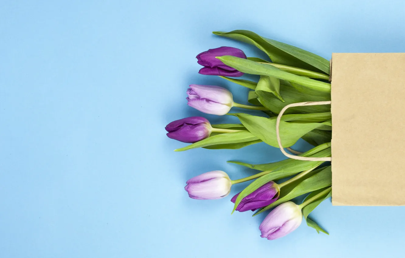 Photo wallpaper background, blue, bouquet, purple, tulips, bag