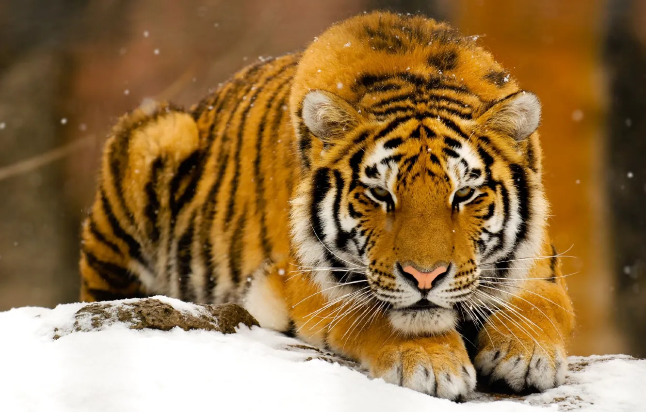 Photo wallpaper winter, snow, tiger, predator, red, beast