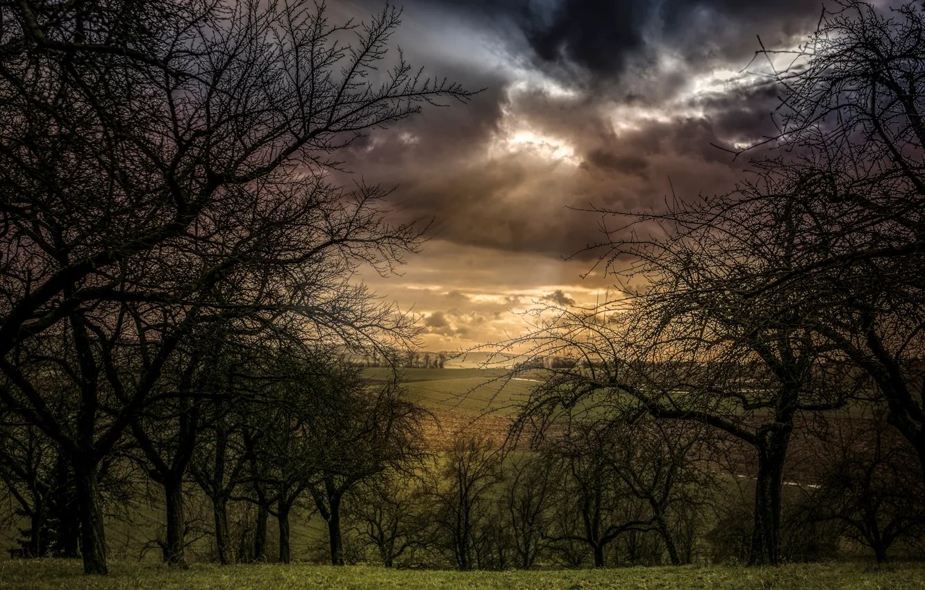 Photo wallpaper field, clouds, trees, clouds, view, arable land