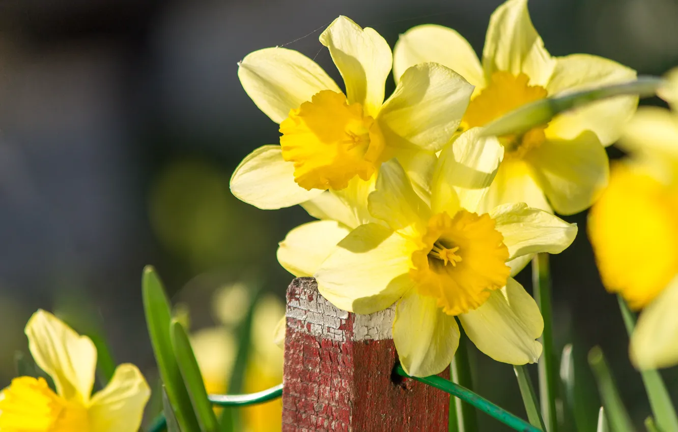 Photo wallpaper daffodils, bokeh, bokeh, daffodils, Yellow flower, Yellow flower