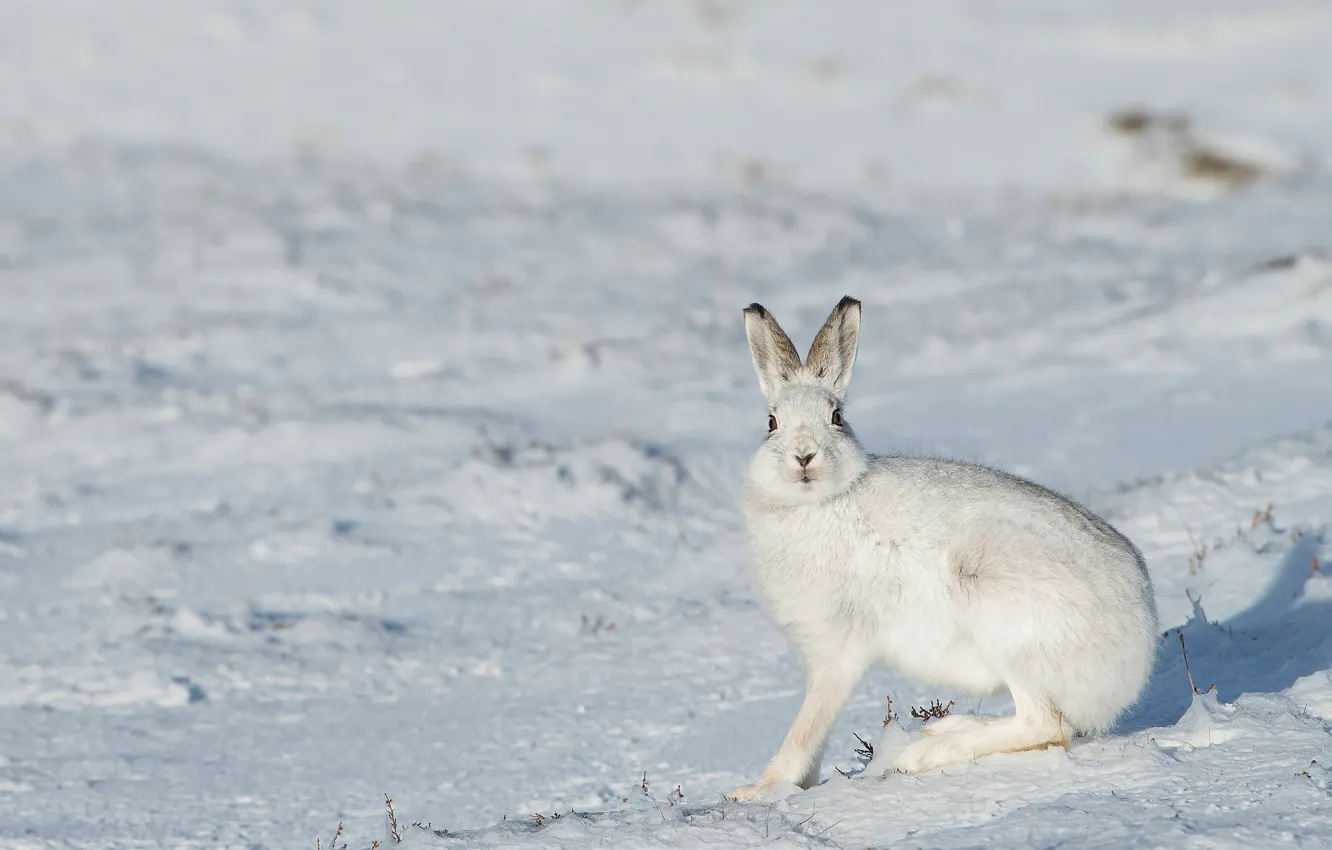Photo wallpaper winter, field, look, face, snow, pose, hare, the snow