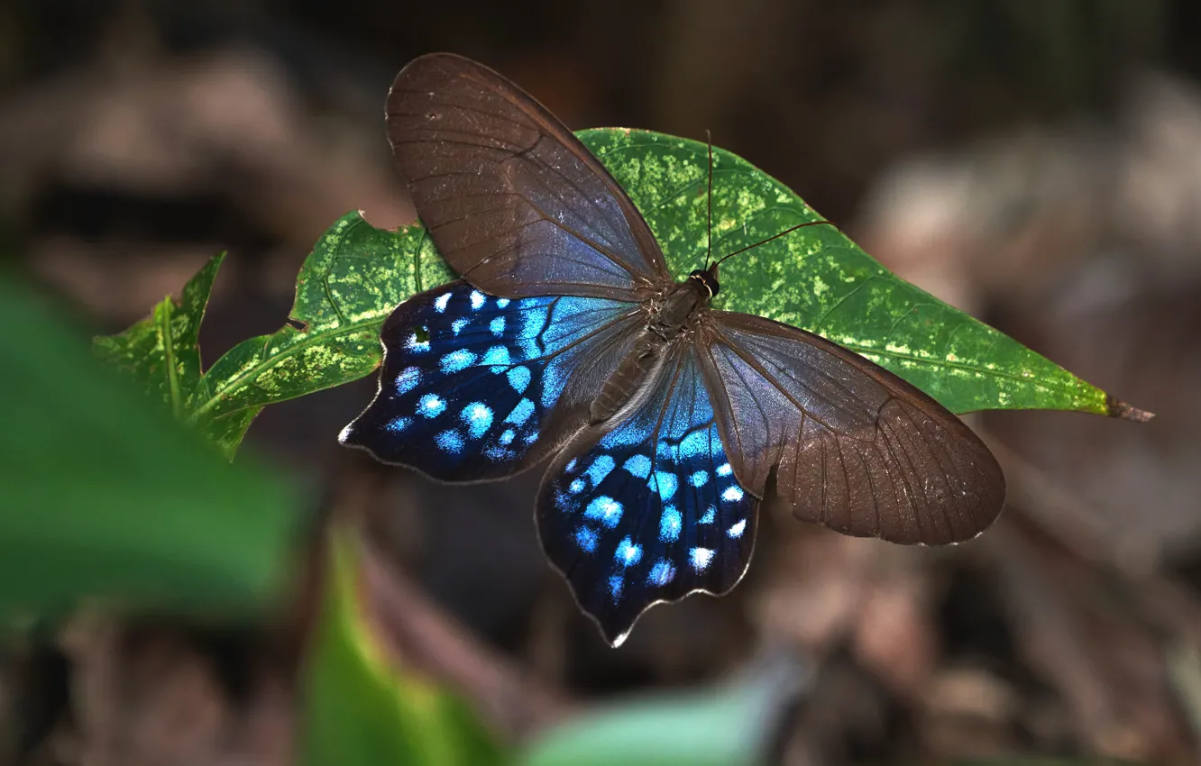 Photo wallpaper macro, the dark background, butterfly, leaf, brown-blue