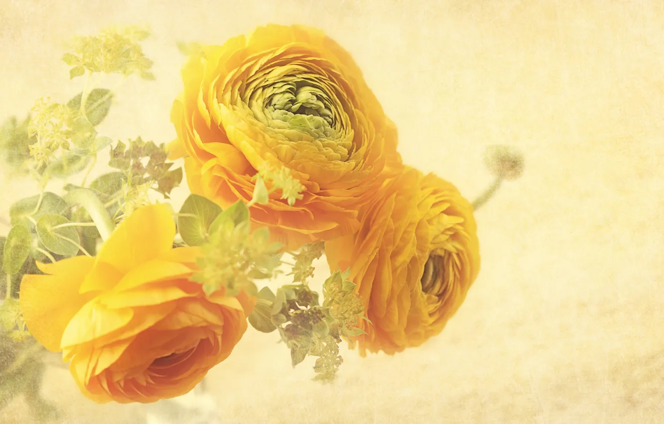 Photo wallpaper flowers, background, flower, background, Ranunculus, floral