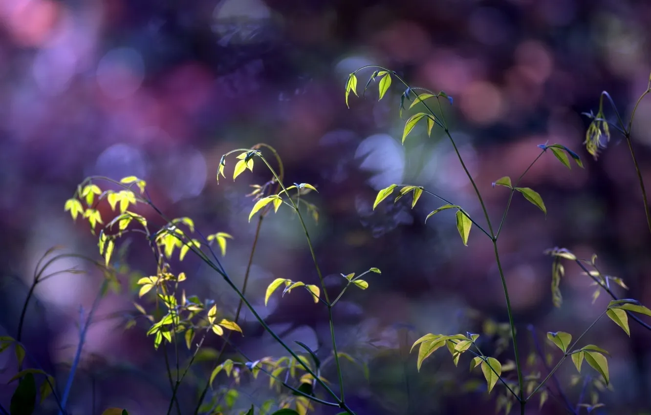 Photo wallpaper leaves, plant, stem, bokeh