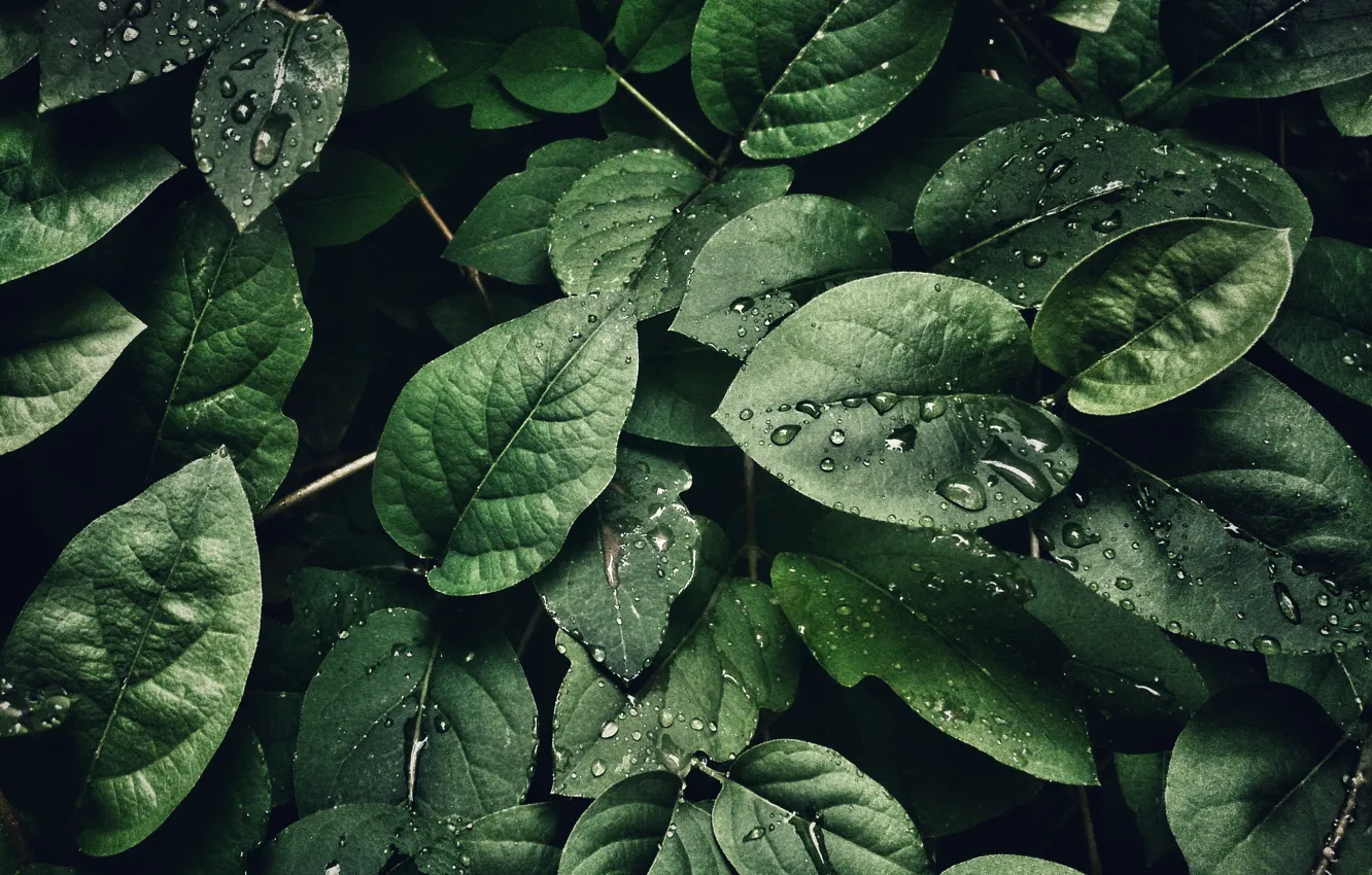 Photo wallpaper Macro, Leaf, Drops, Leaves, Green, Plants, by Sohail Na