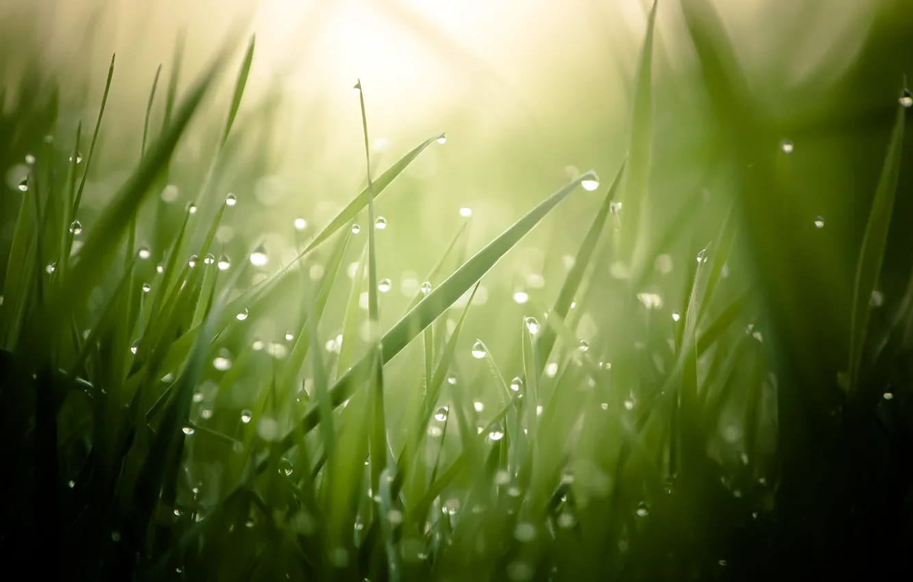 Photo wallpaper grass, morning, dew