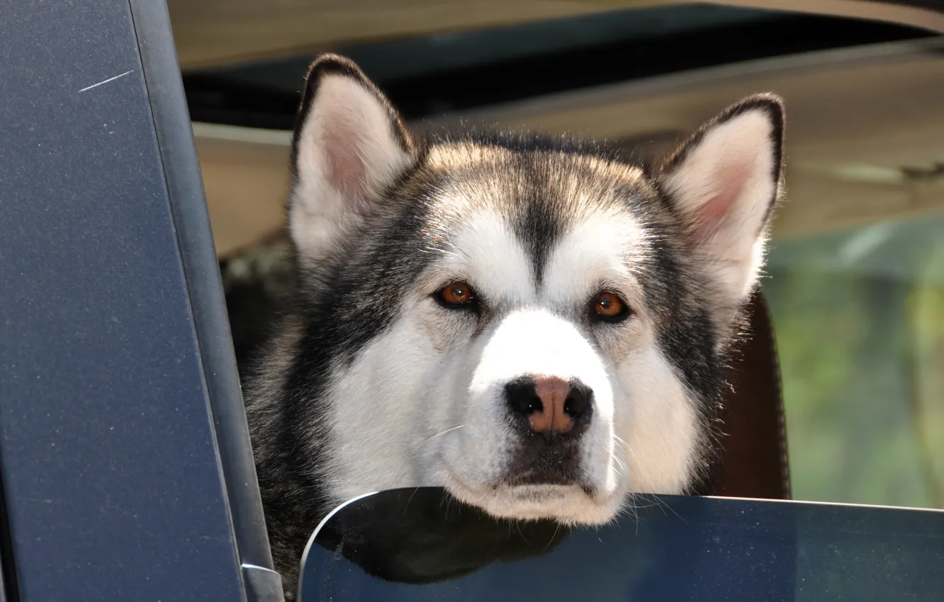 Photo wallpaper dog, husky, brown eyes, wet nose