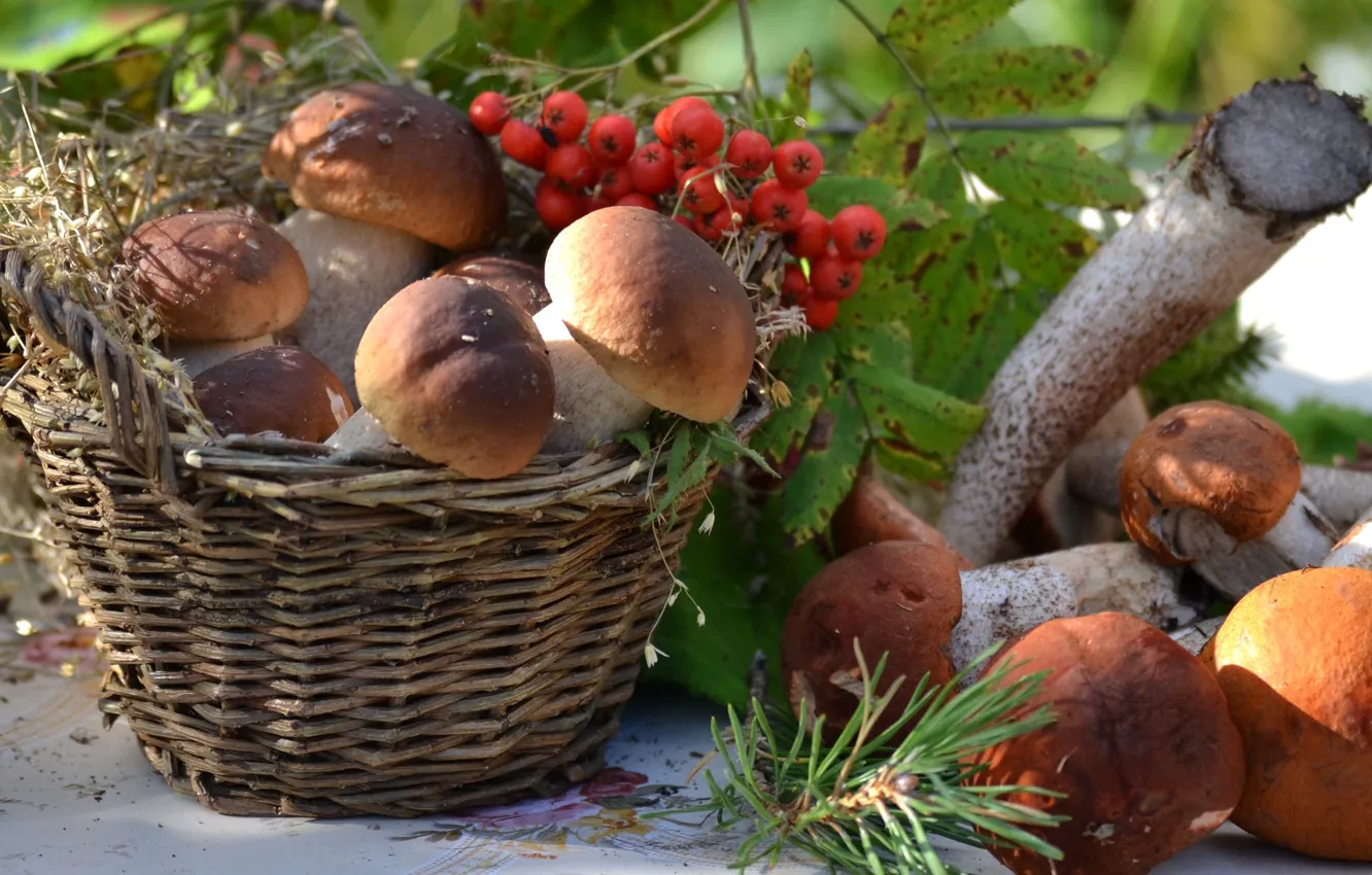 Photo wallpaper basket, mushrooms, Rowan, mushrooms