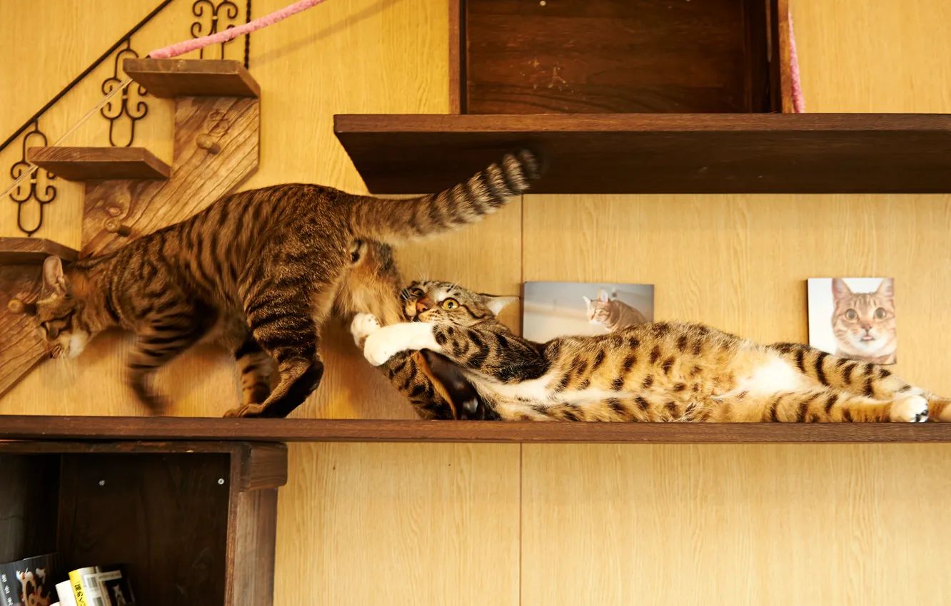 Photo wallpaper cat, house, cats, the game, shelf
