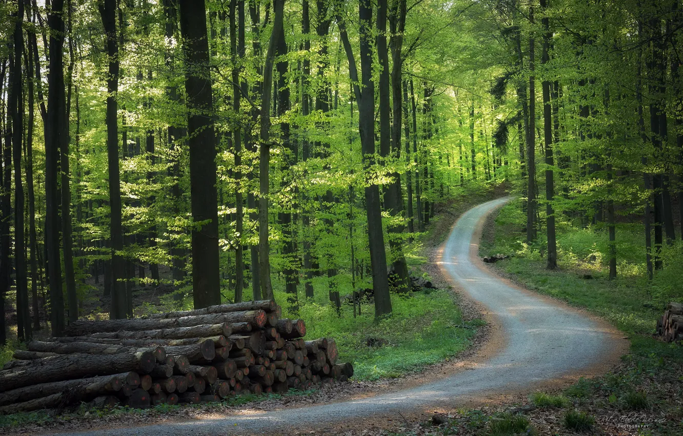Photo wallpaper road, forest, wood