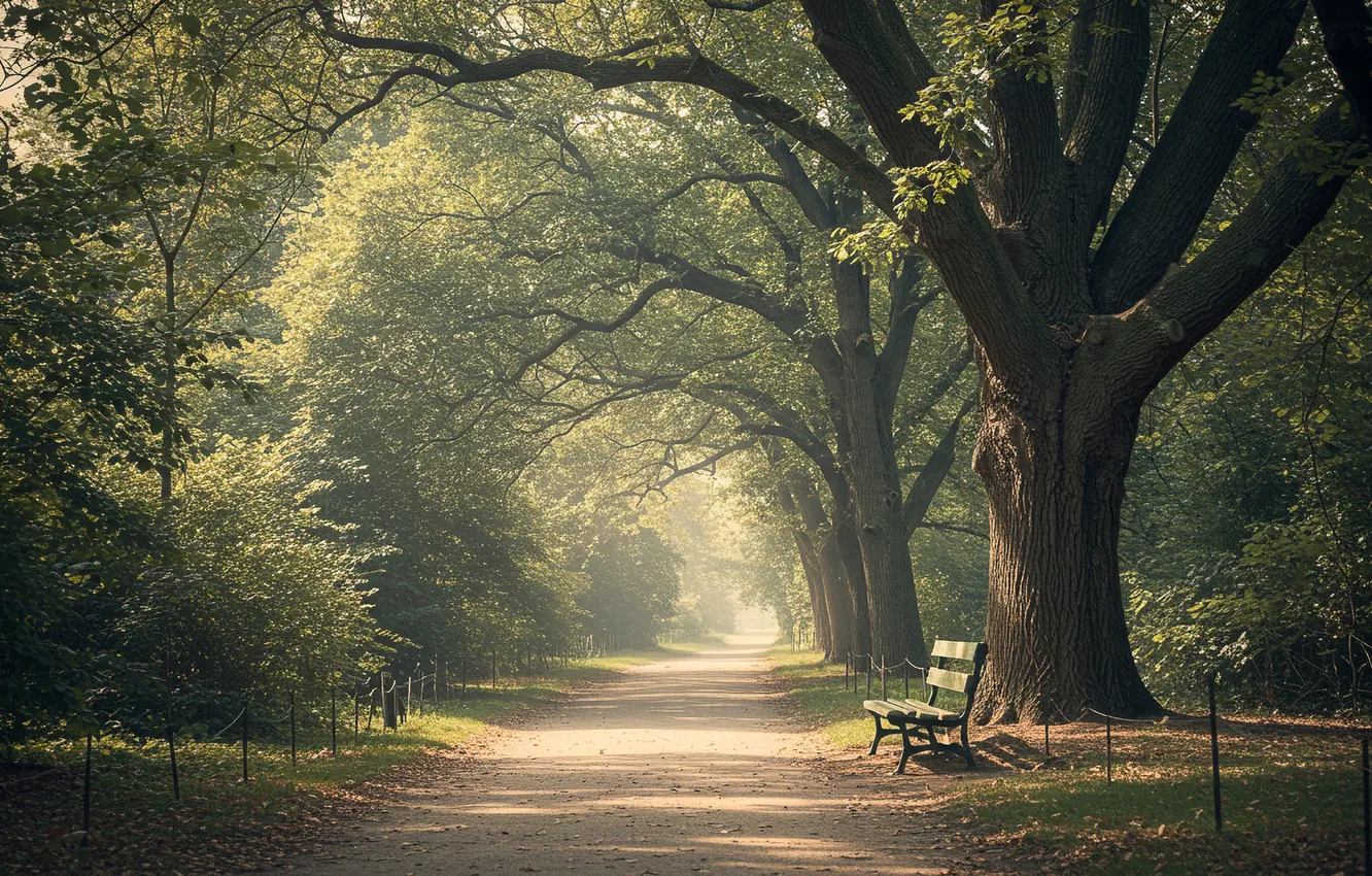 Photo wallpaper summer, trees, Park, shop