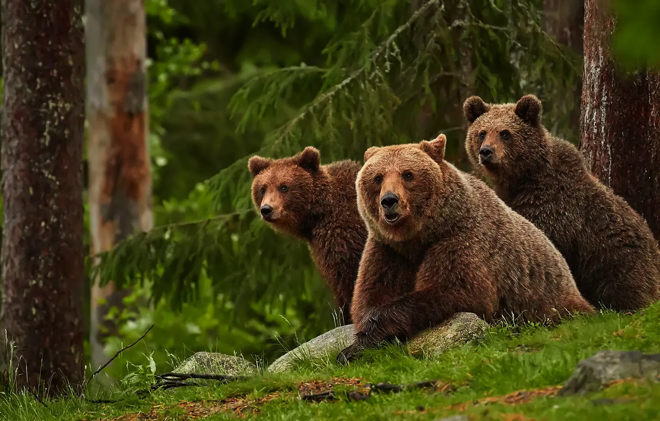 Photo wallpaper forest, look, nature, spruce, bear, bears, three, bear