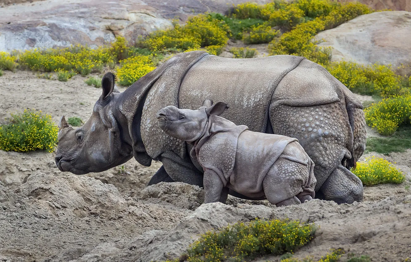 Photo wallpaper nature, background, rhinos
