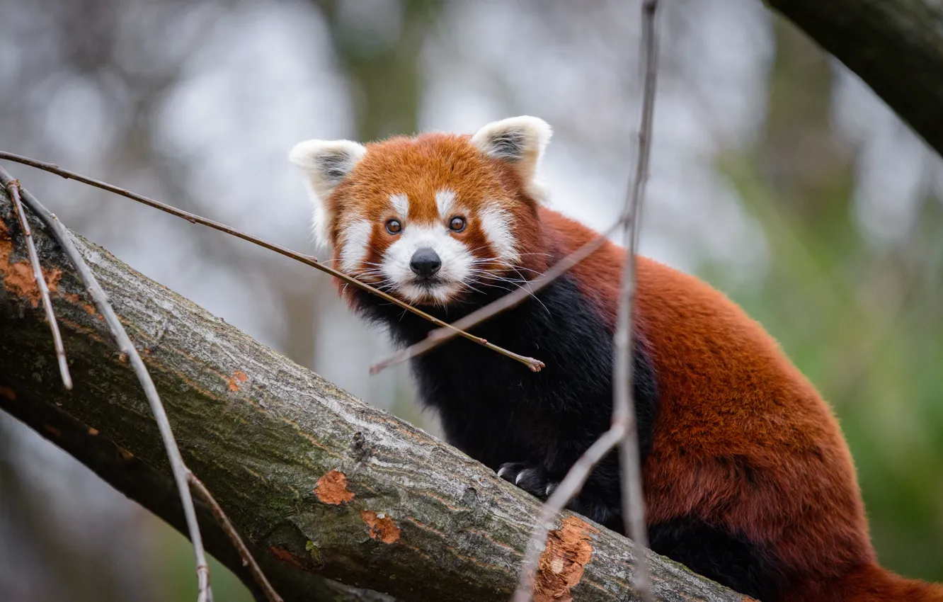 Photo wallpaper look, trees, branches, nature, pose, portrait, red Panda, face