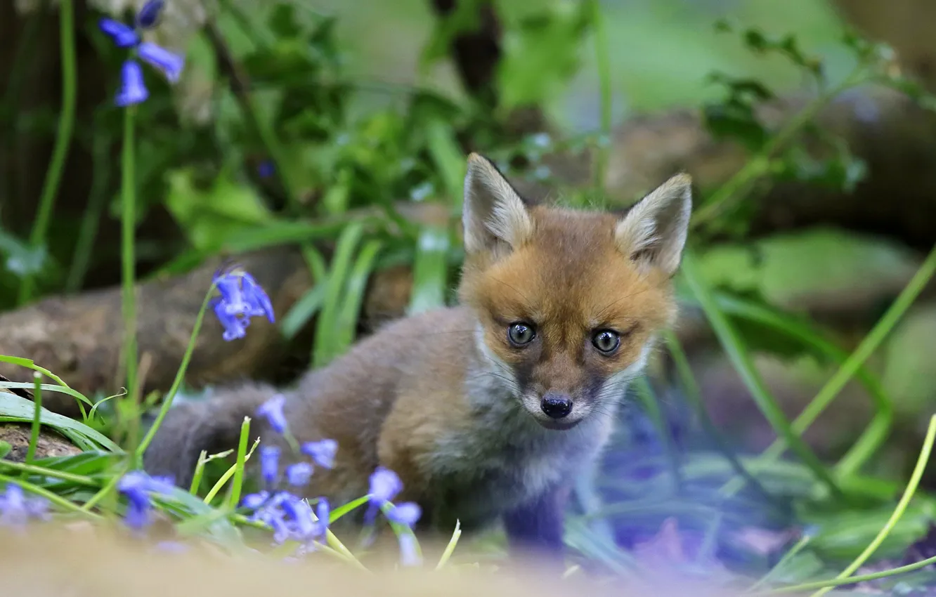 Photo wallpaper greens, look, leaves, flowers, nature, baby, Fox, face