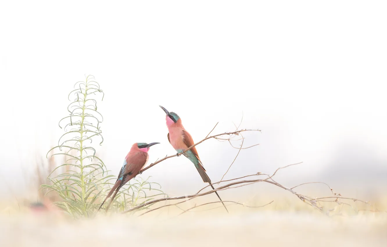 Photo wallpaper sprig, bird, schurka