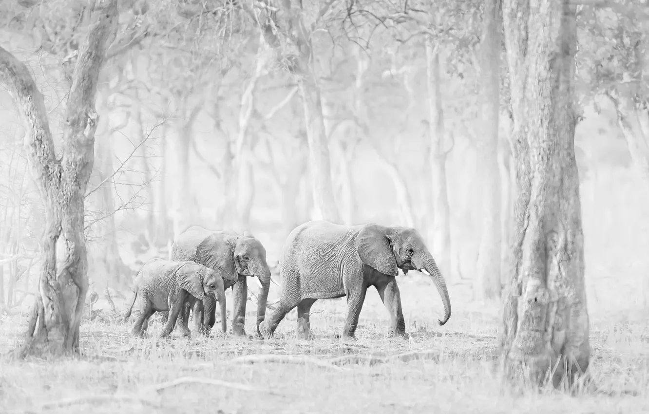 Photo wallpaper nature, background, elephants