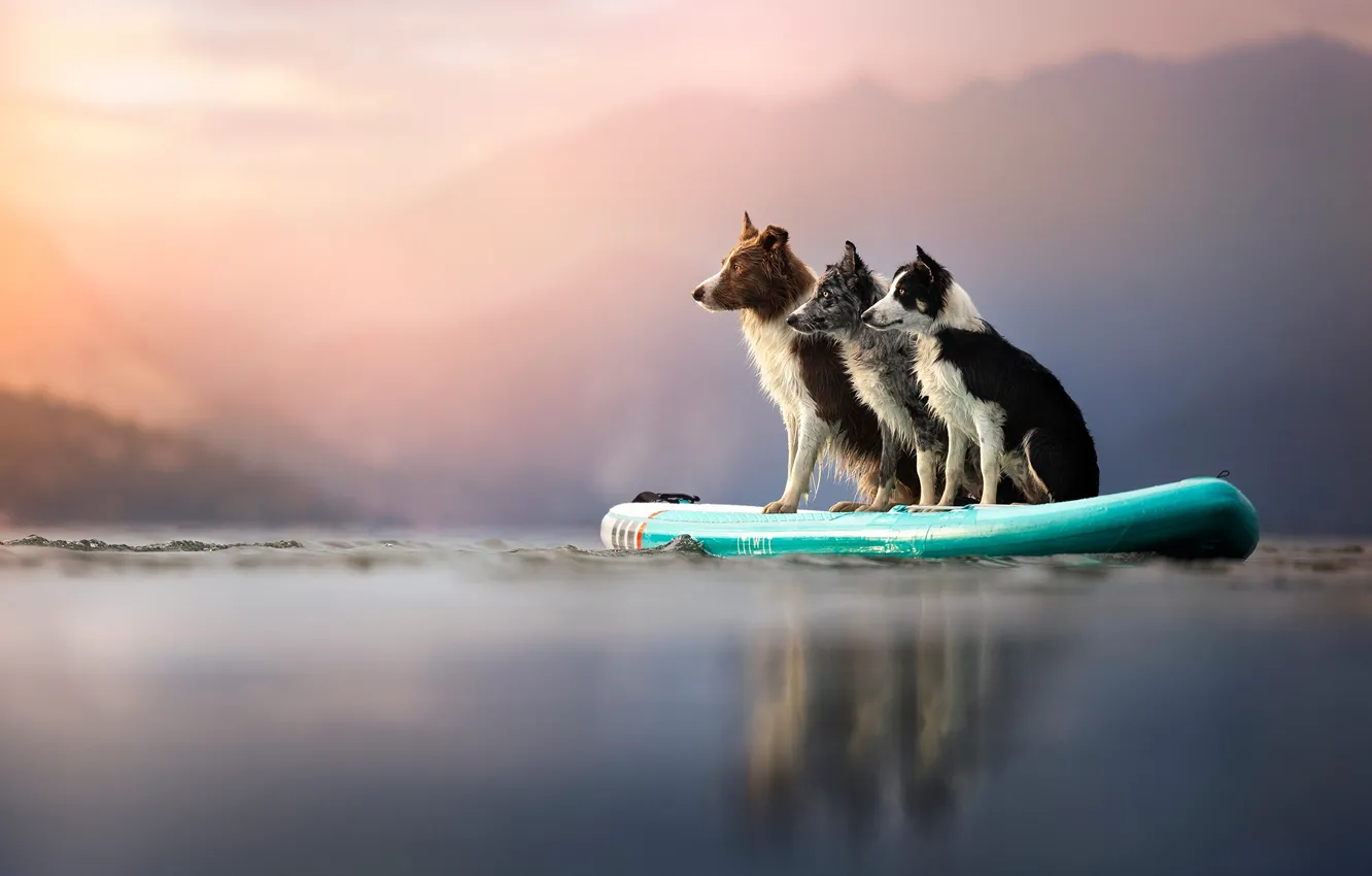 Photo wallpaper boat, dog, pond