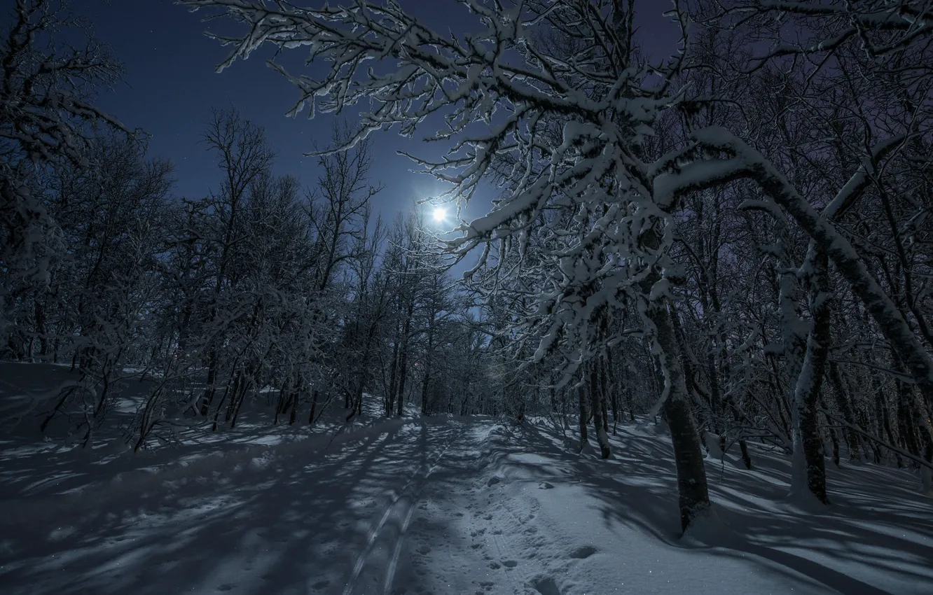 Photo wallpaper snow, trees, nature, beautiful