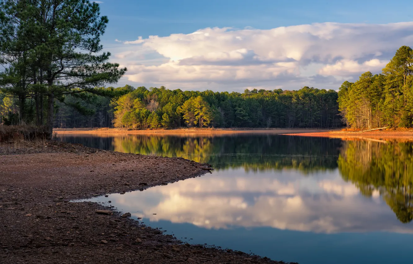 Photo wallpaper forest, trees, shore, pond, pine