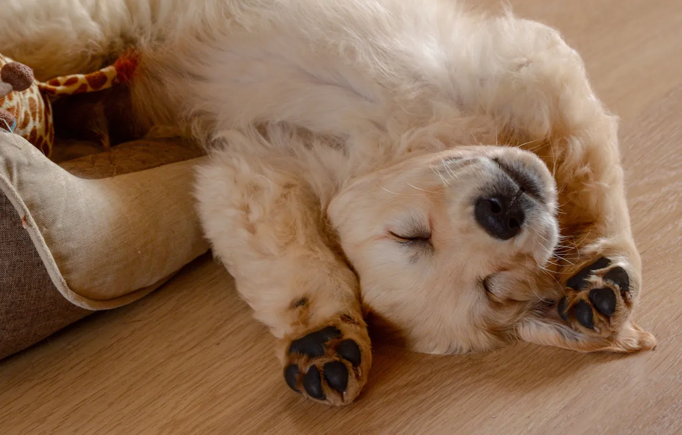 Photo wallpaper sleep, dog, paws, puppy, face, doggie, Golden Retriever, Golden Retriever