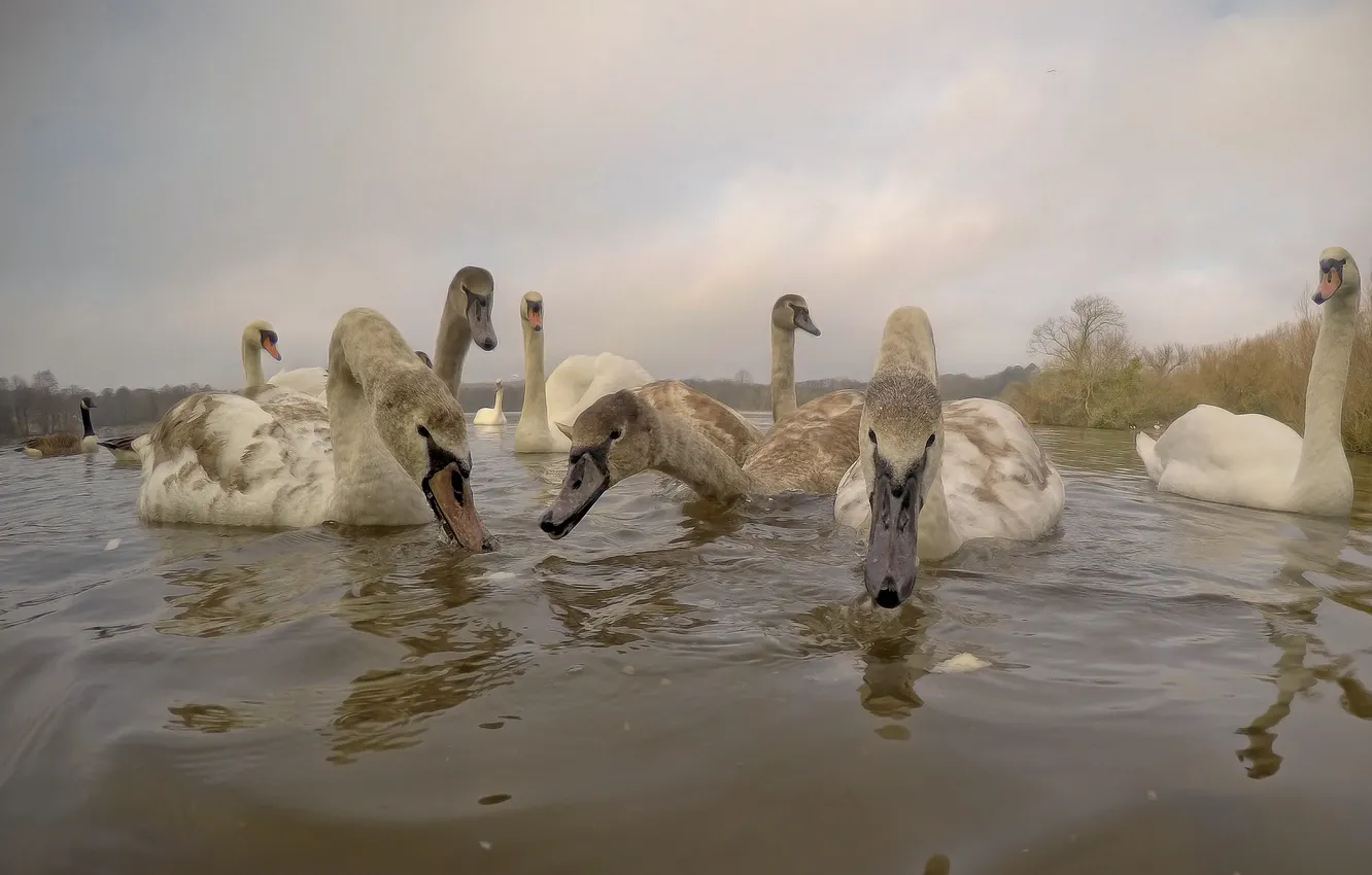 Photo wallpaper lake, bird, swans