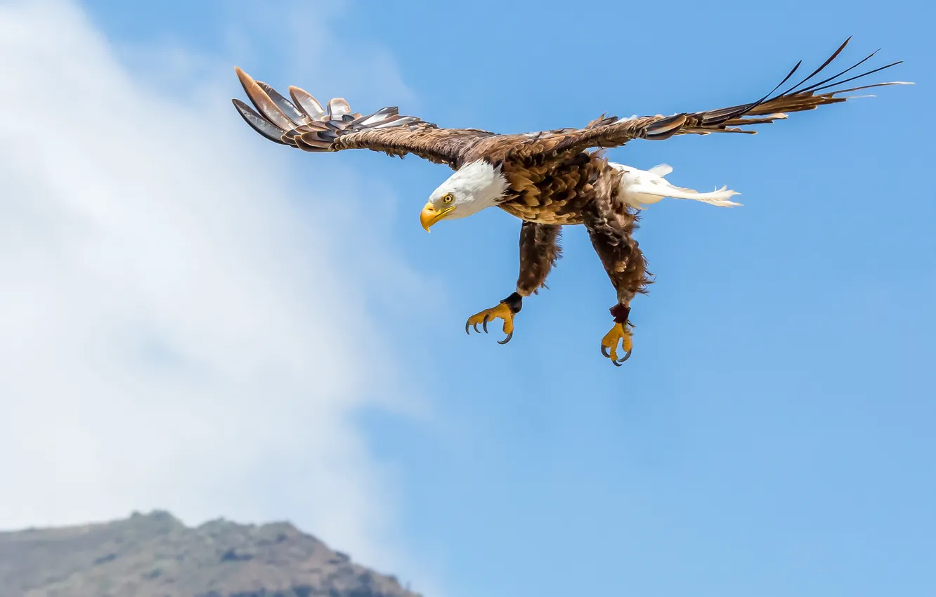 Photo wallpaper the sky, clouds, flight, mountains, eagle, wings, bald eagle, wildlife