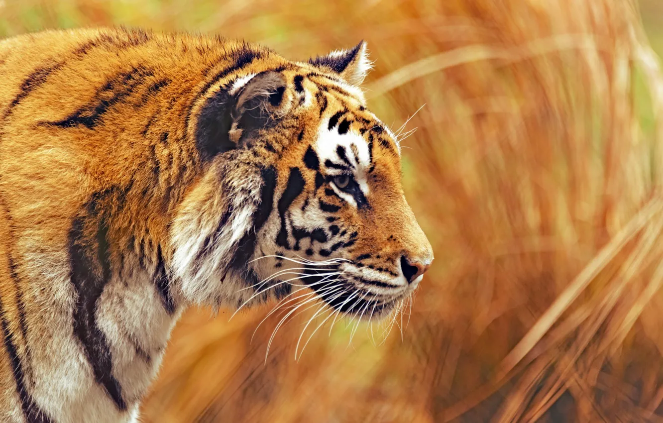Photo wallpaper look, profile, Bengal tiger