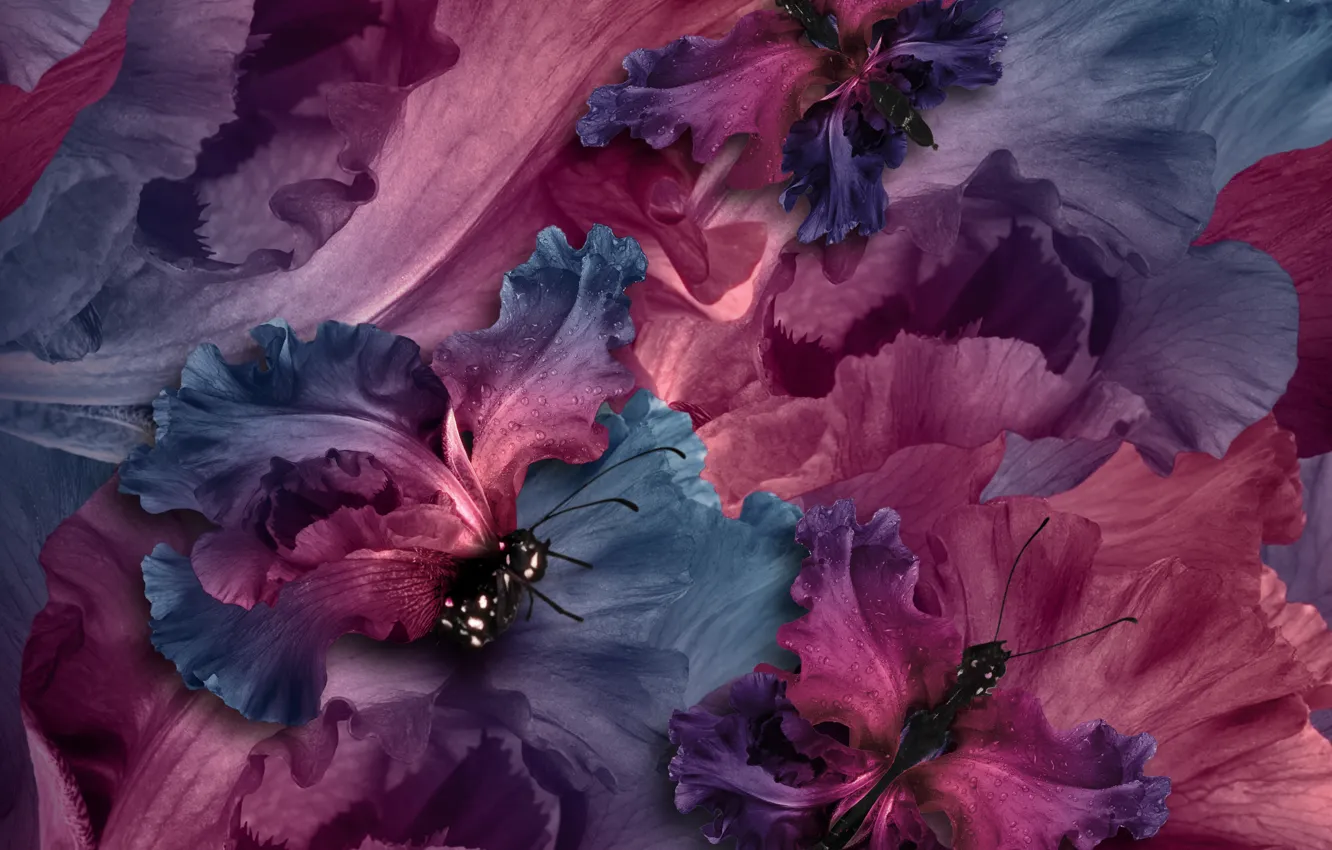 Photo wallpaper butterfly, petals, water, purple, butterflies, floral