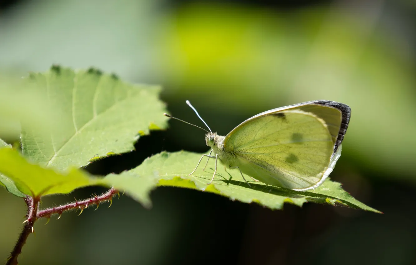 Photo wallpaper leaves, butterfly, butterfly