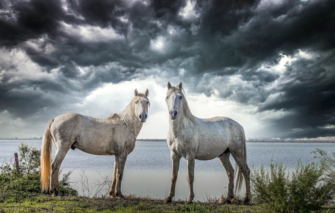 Photo wallpaper horse, horse, pair