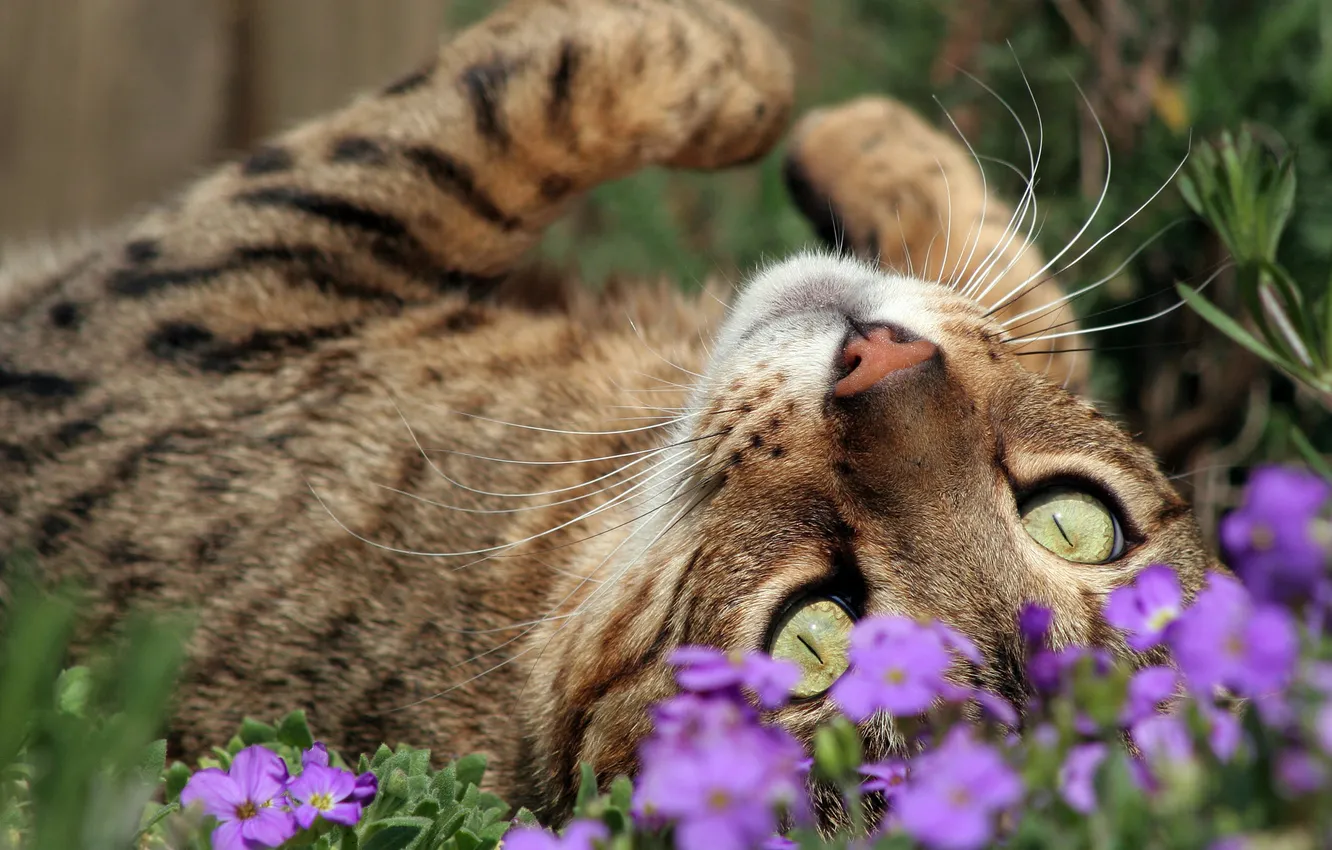 Photo wallpaper cat, cat, look, flowers, pose, face