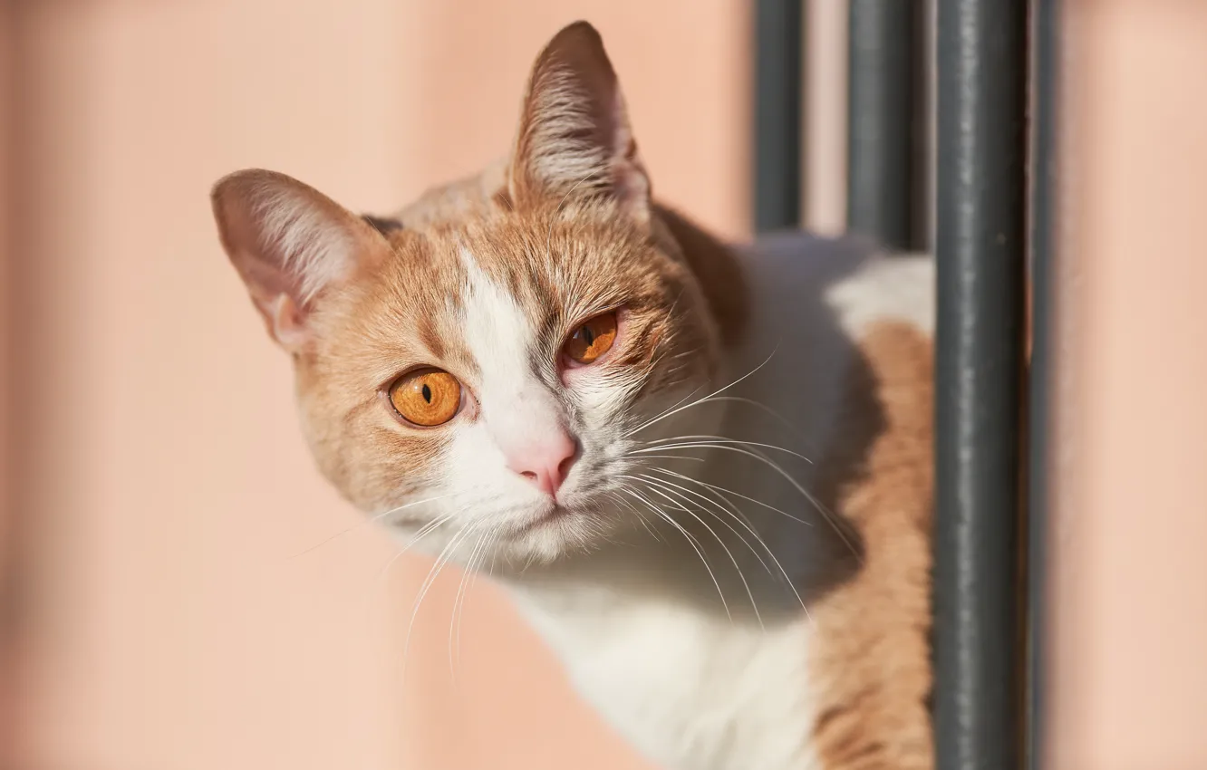 Photo wallpaper cat, cat, look, background, muzzle