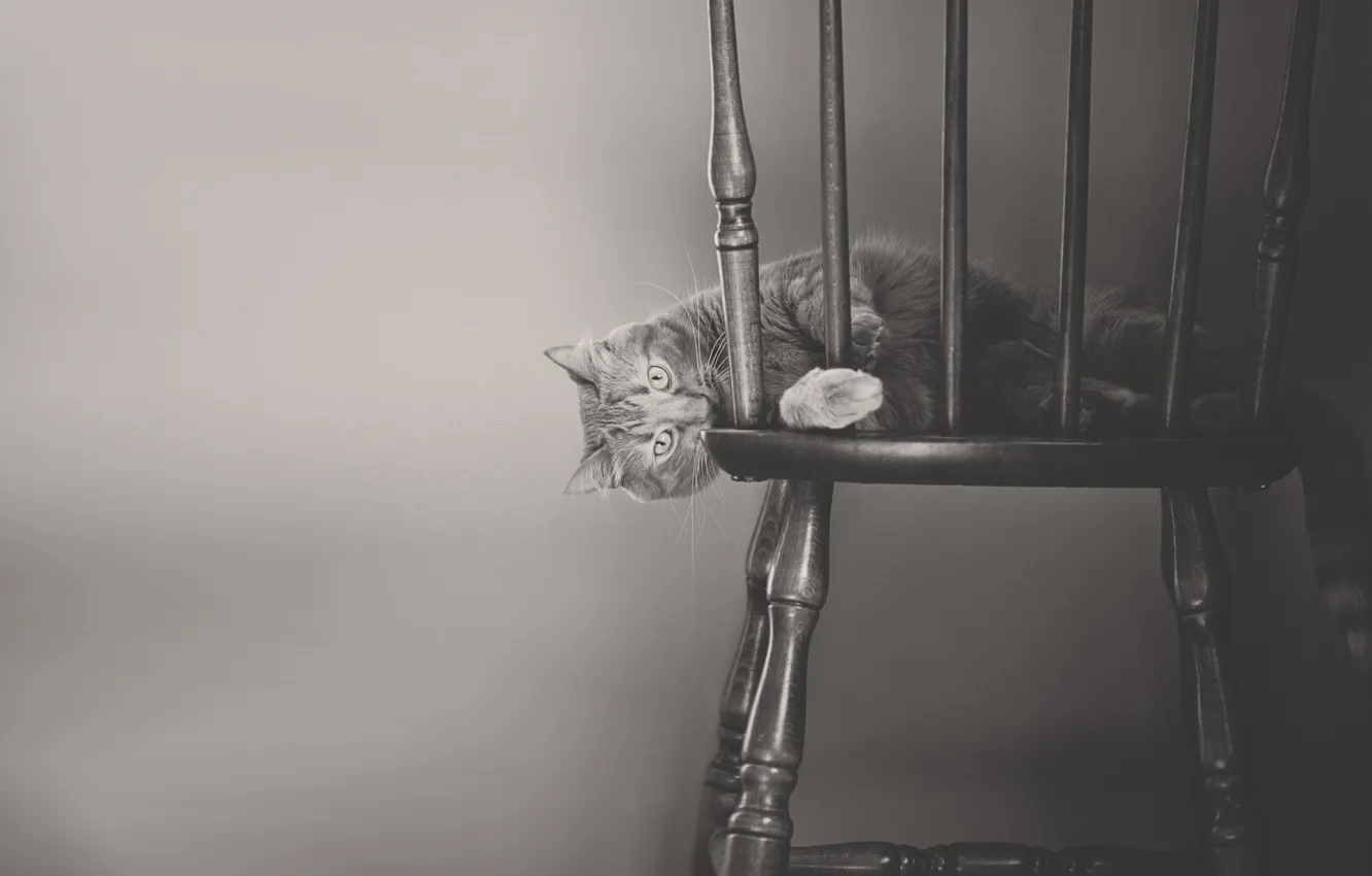 Photo wallpaper cat, cat, black and white, chair, monochrome